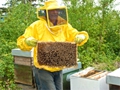 La raccolta del miele
